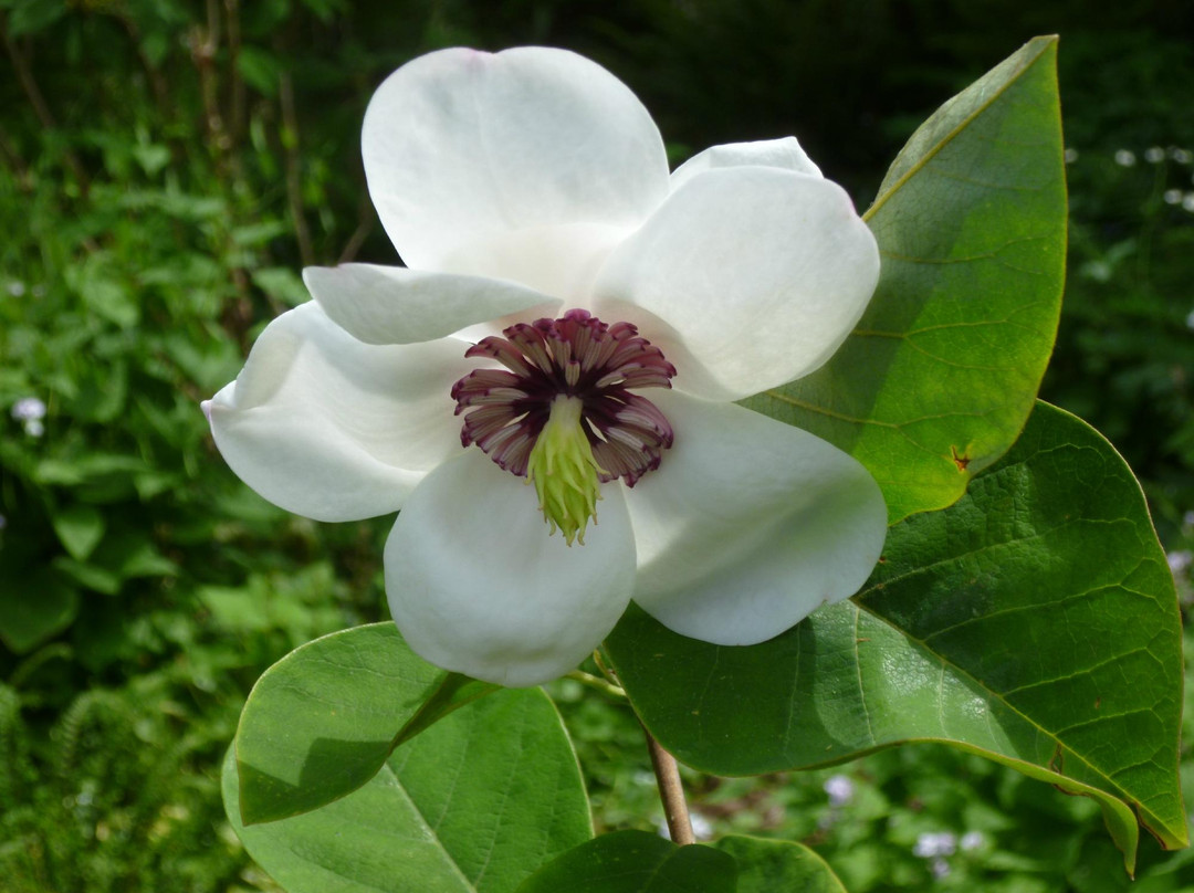 Botanische Tuin Dr. Costerus景点图片