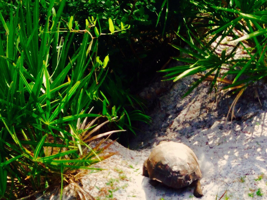 Limestone Creek Natural Area-朱庇特必去景点