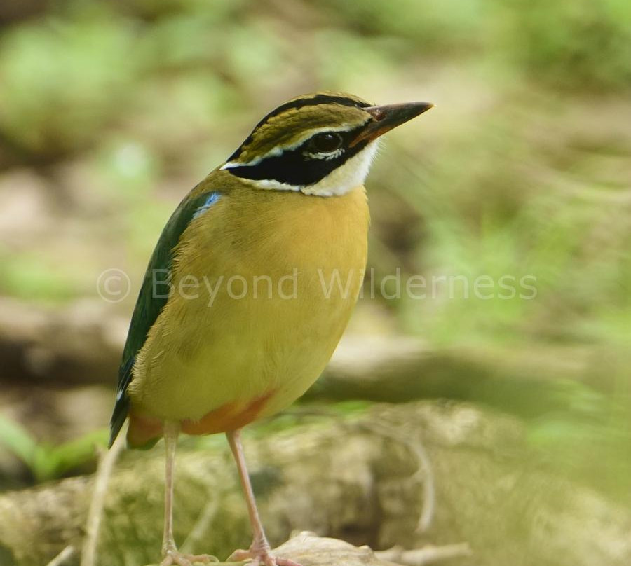 Yala Tusker Safari Tours-蒂瑟默哈拉默必去景点
