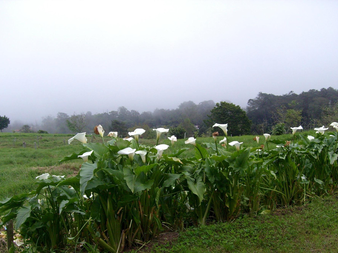 Finca lechera y Rancho Samana景点图片