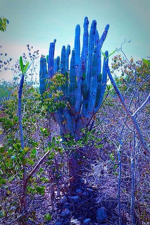 Bird Rock Point Trail-Long Bay Beach必去景点