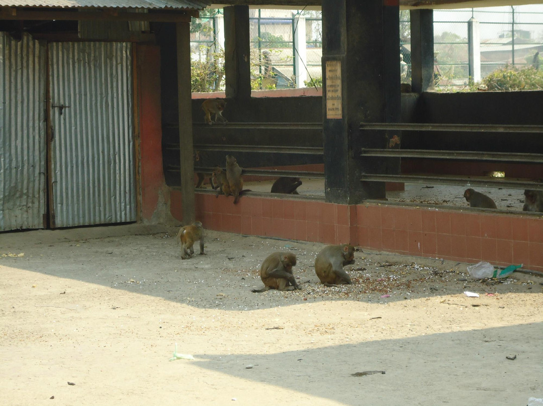Shri Hanuman Thakur Temple-因帕尔必去景点