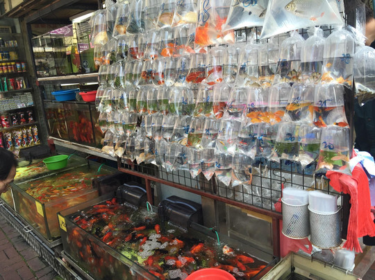 仔鱼市场