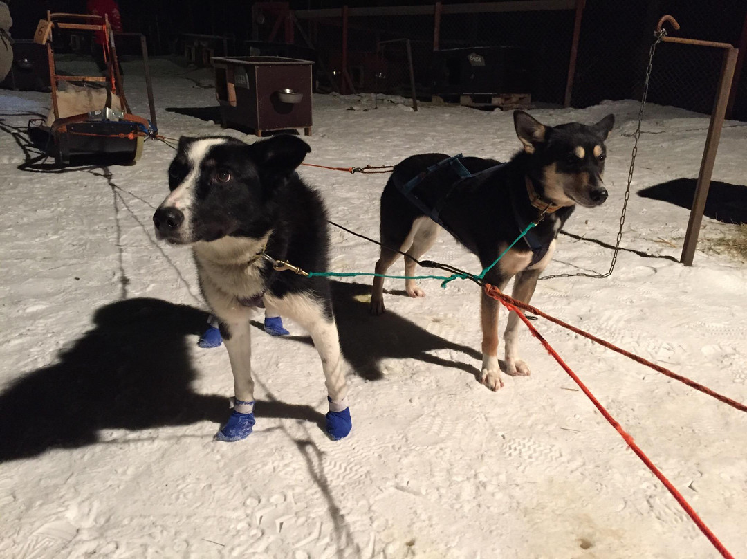 Northern Lights Husky Day Tours-阿尔塔必去景点