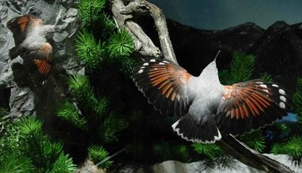 Naturmuseum Salzkammergut - Treffpunkt Natur-Ebensee am Traunsee必去景点