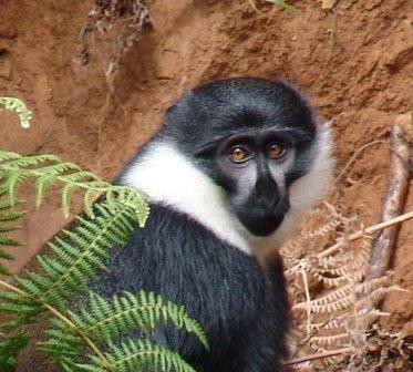Akazuba Gorilla Tours - Day Tours景点图片