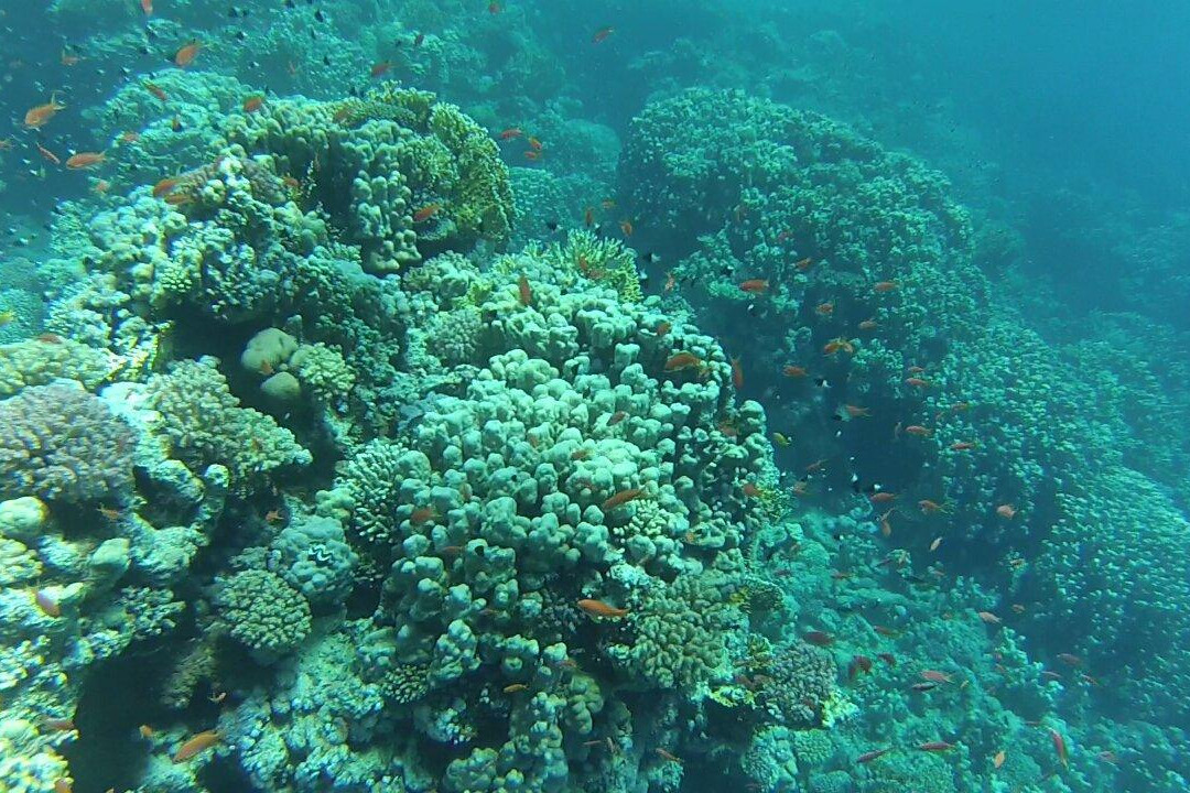 dive1one-沙姆沙伊赫必去景点