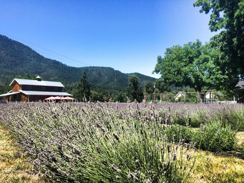 Applegate River Lavender Farm-Jacksonville必去景点