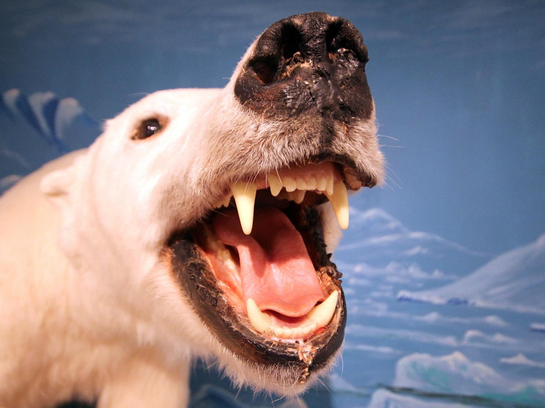 Olafsfjordur旅游景点-Hvoll Folk Museum of Dalvik Iceland