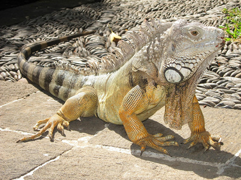 Made Dodi - Private Driver And Tour Guide Bali-库塔必去景点