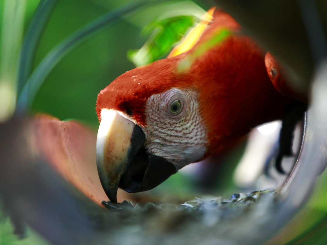 Macaw Recovery Network景点图片