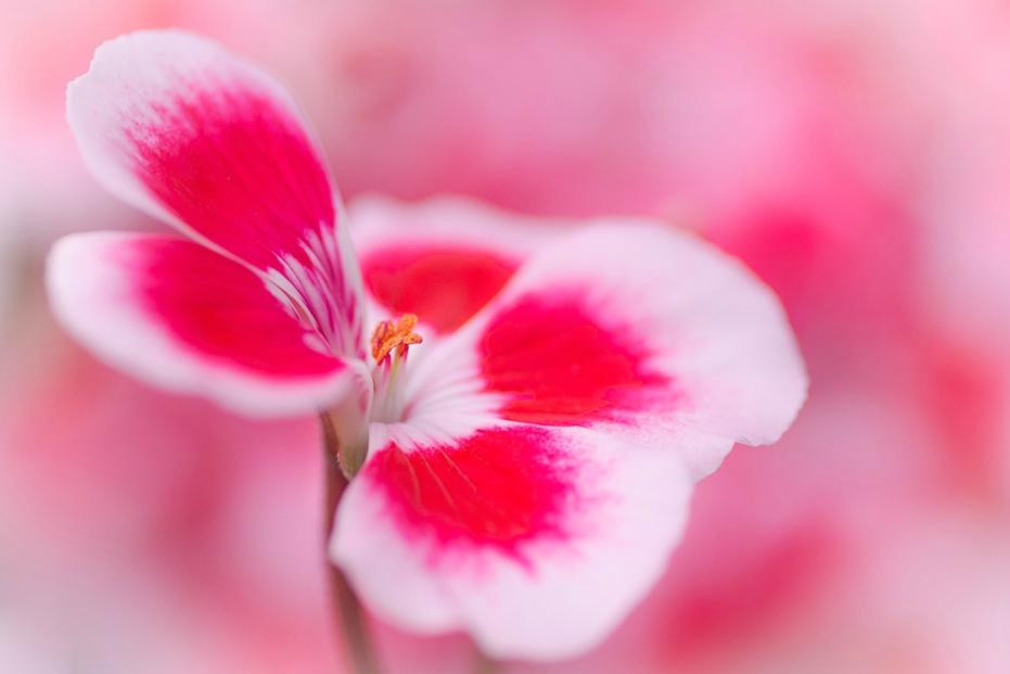 Greenland Garden Centre-舍伍德公园必去景点