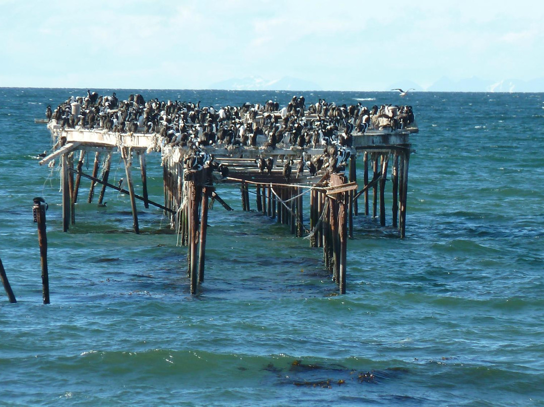 Muelle de Carga-蓬塔阿雷纳斯必去景点