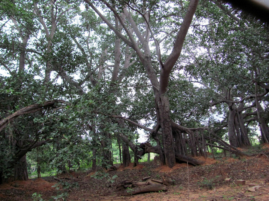 Thimmamma Marrimanu景点图片