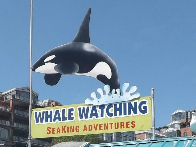 Sea King Adventures景点图片