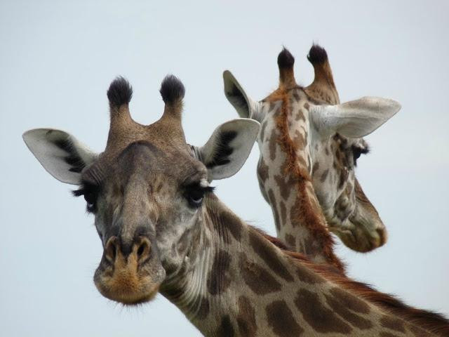 Gazelle Safaris-姆贝亚必去景点