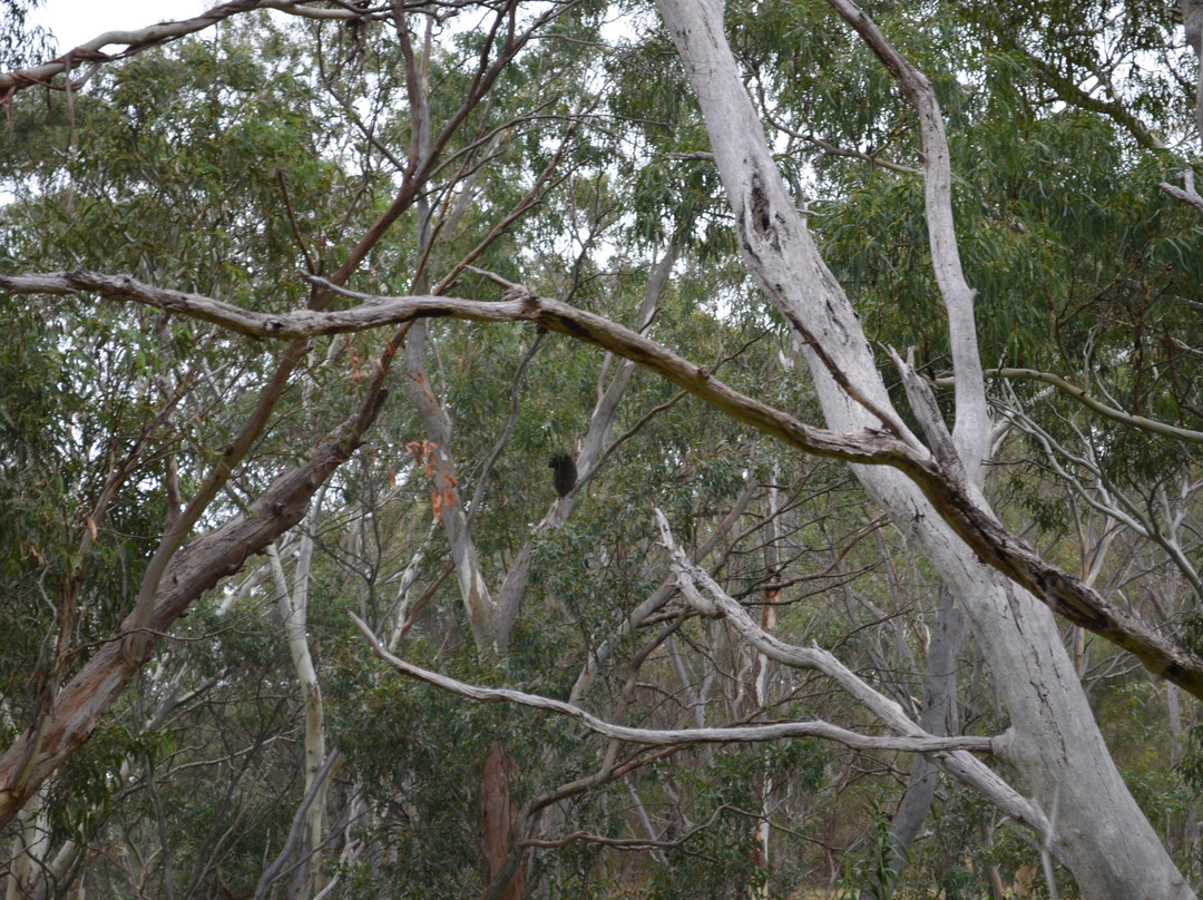 Black Hill Conservation Park-阿德莱德必去景点