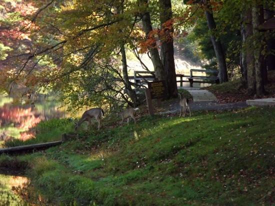 Watoga State Park景点图片