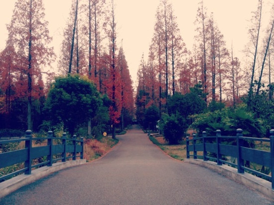 东平国家森林公园-崇明县必去景点