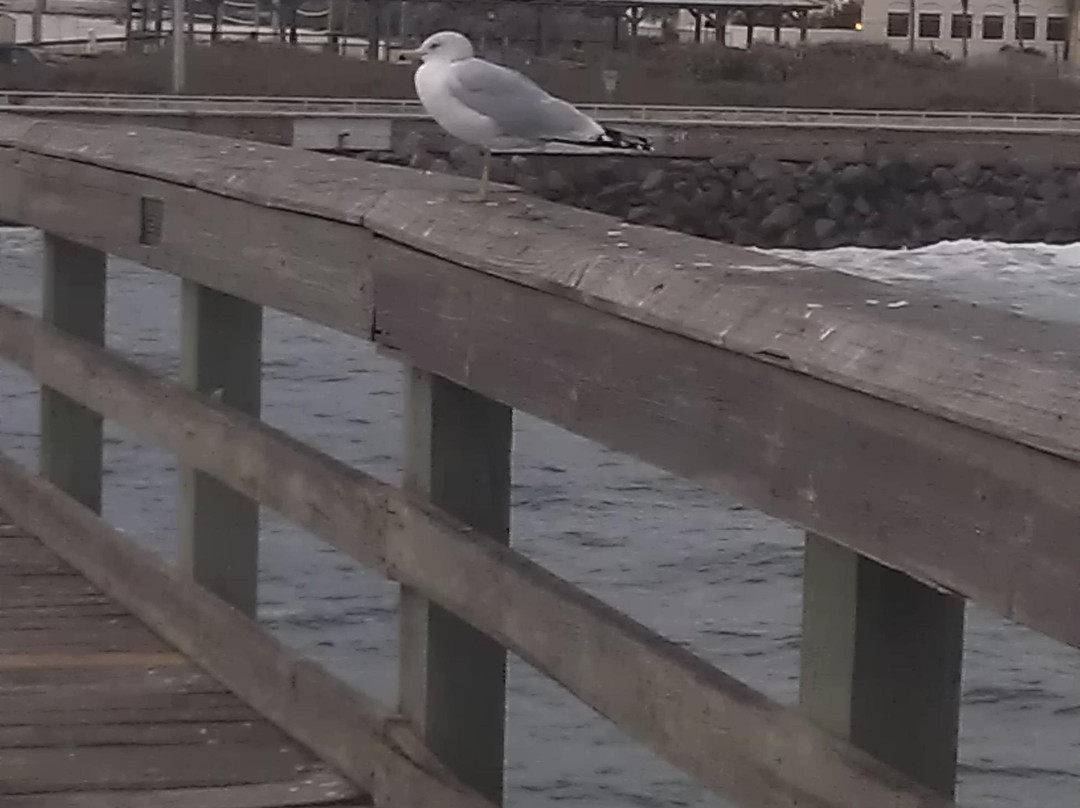 St Johns County Ocean Pier-圣奥古斯丁必去景点