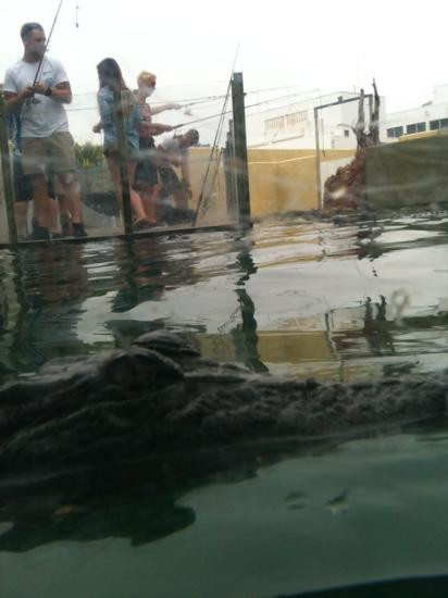 Crocosaurus Cove景点图片