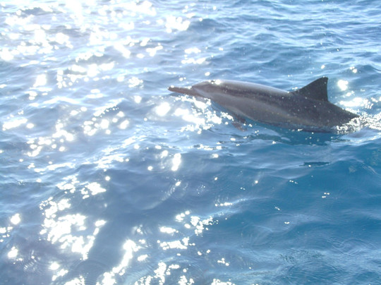 Dive Maui-拉海纳必去景点