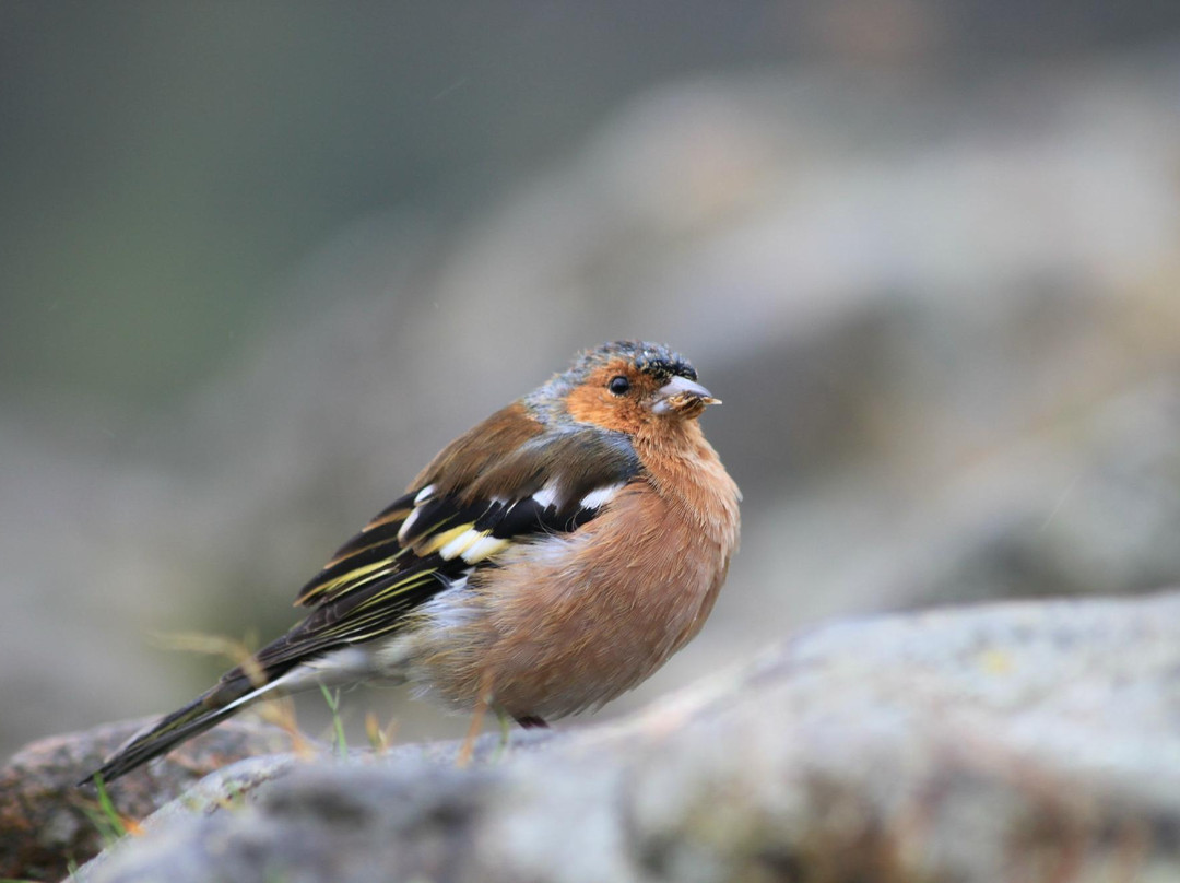 Salem Chapel Bed & Breakfast主图