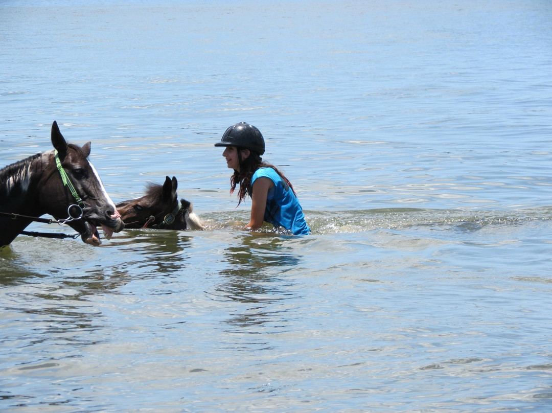 Sandy Hooves Horse Adventures景点图片