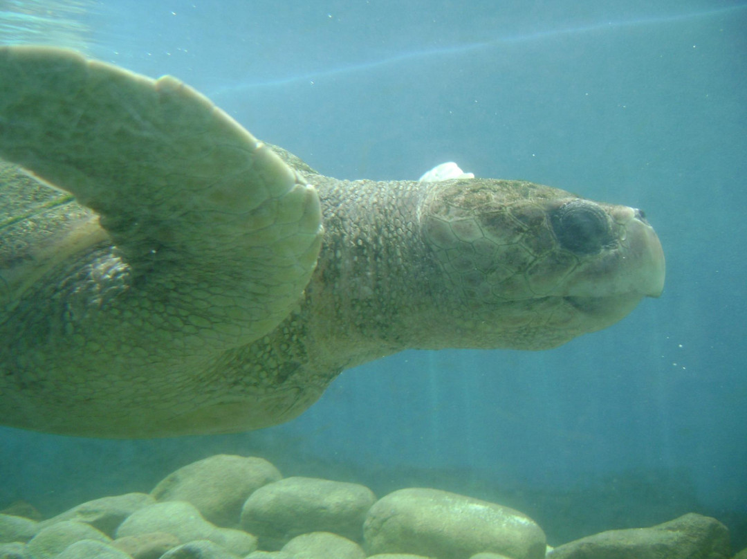 Projeto Tamar-乌巴图巴必去景点