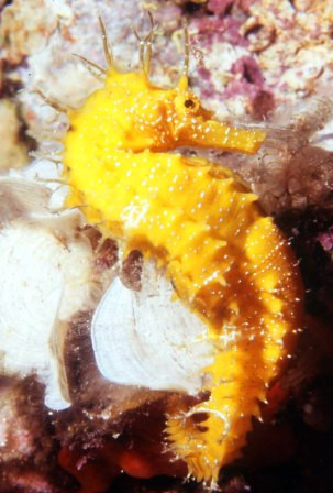 Pula Diving Center-普拉必去景点