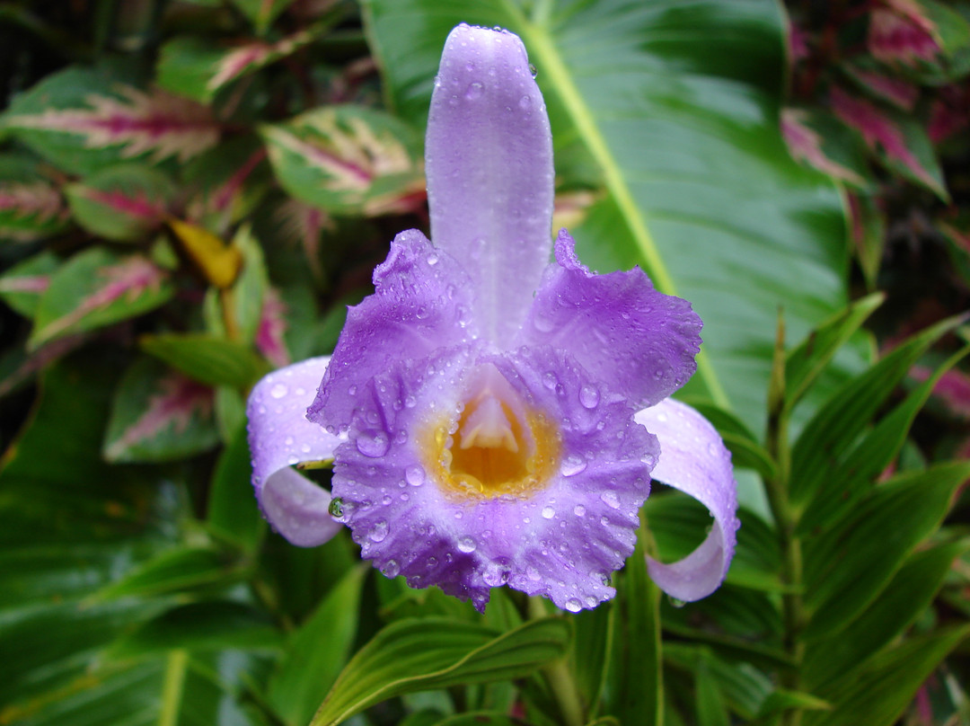 Monteverde Orchid Garden景点图片