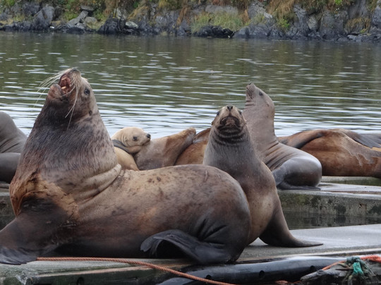 Galley Gourmet-科迪亚克岛必去景点