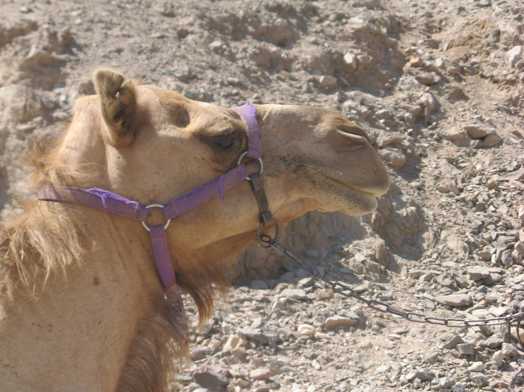 Camel Ranch Eilat-埃拉特必去景点