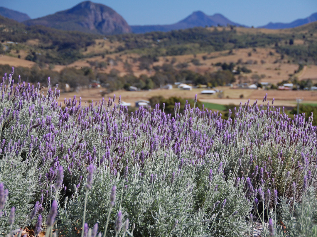 Kooroomba Vineyards and Lavender Farm-Mount Alford必去景点