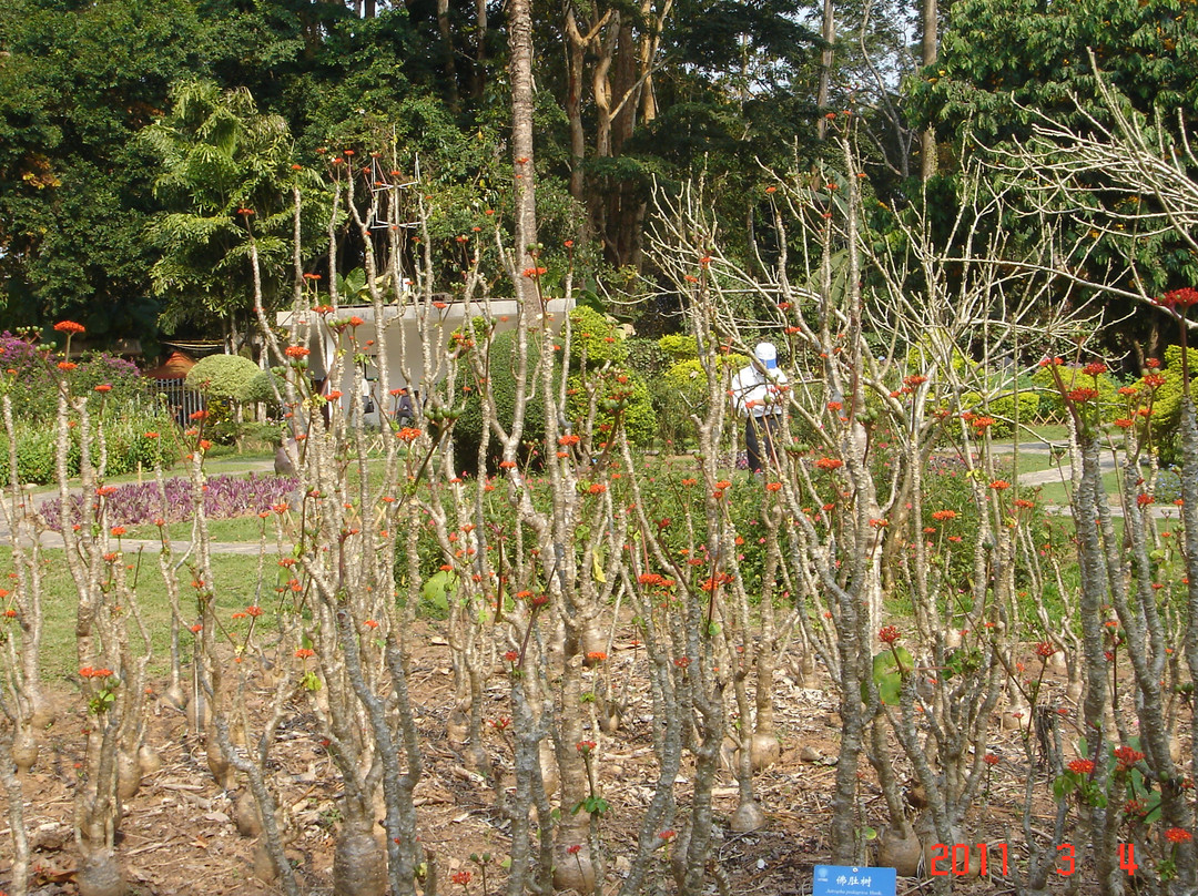 中国科学院西双版纳植物园景点图片