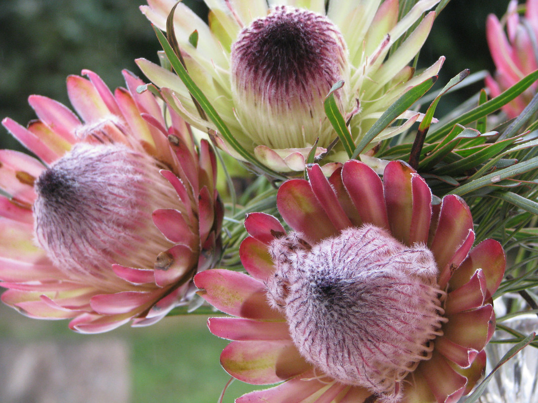 Swellendam Hiking Trail