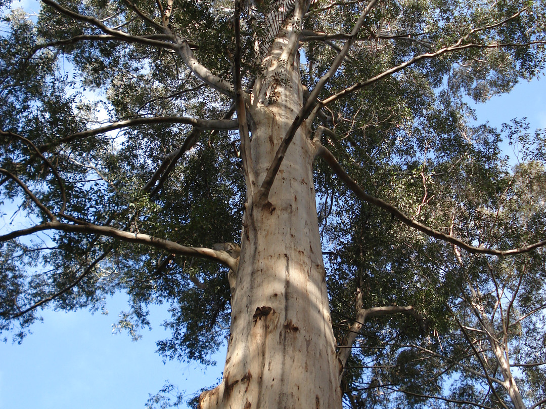 Gloucester Tree-彭伯顿必去景点