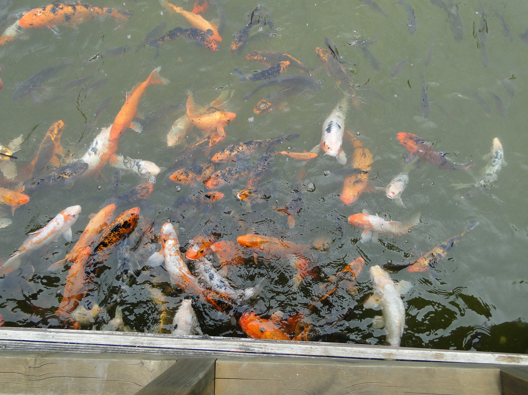 Cowra Japanese Garden & Cultural Centre景点图片