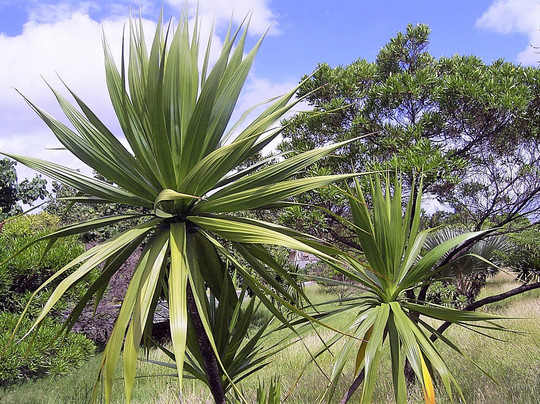 Rivulet Terre Rouge Estuary Bird Sanctuary-路易士港必去景点