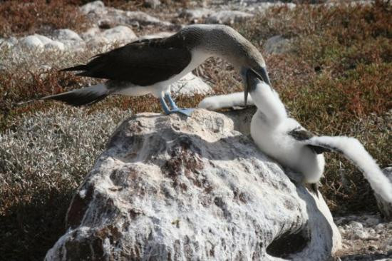 Seymour Island旅游攻略图片
