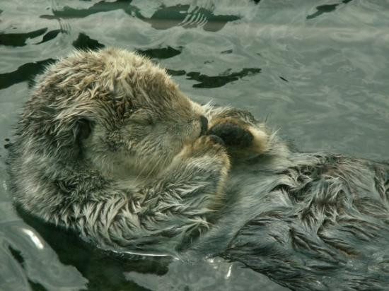 温哥华水族馆-温哥华必去景点