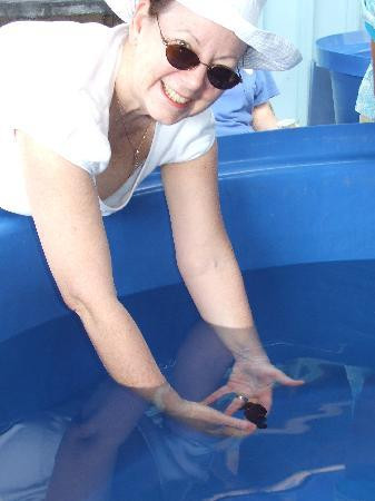 海洋骑士海马牧场-凯鲁瓦-柯纳必去景点