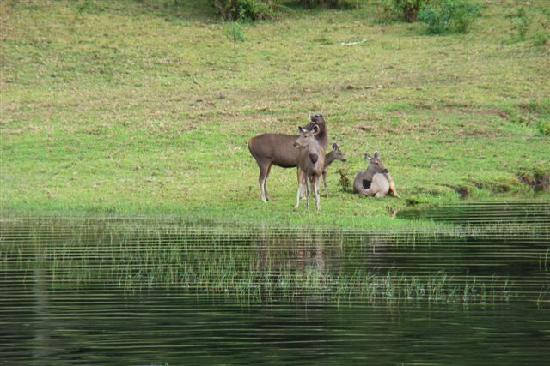 Periyar Wildlife Sanctuary景点图片