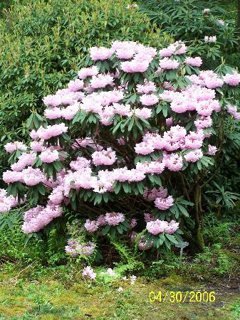 Rhododendron Species Botanical Garden-费德勒尔韦必去景点