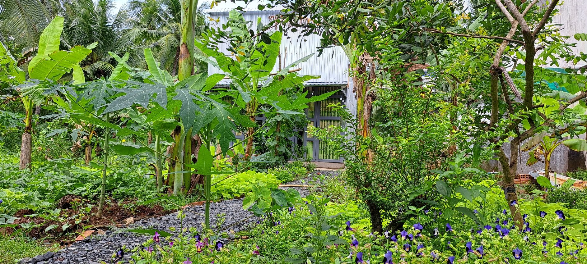 Coco Happy Farm-官方