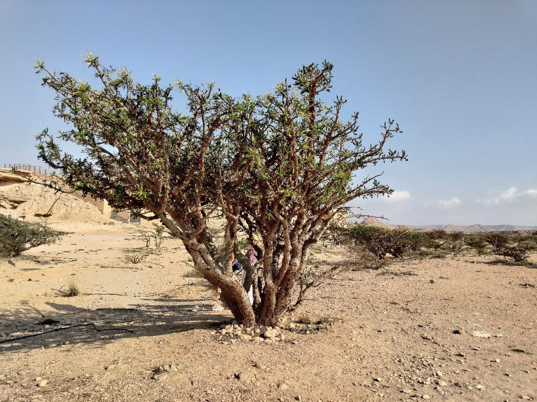 Wadi Dawkha景点图片