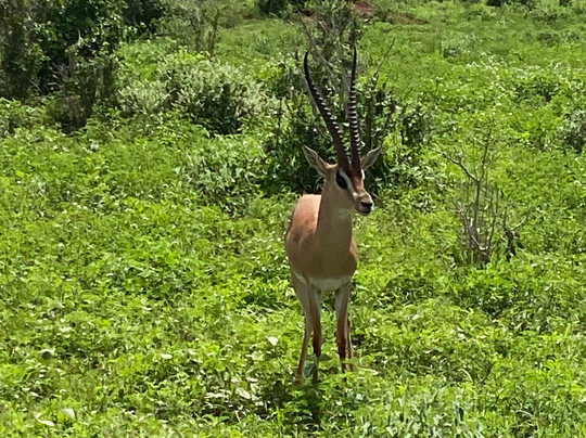Cambiaso  kenya Safari-瓦塔木必去景点