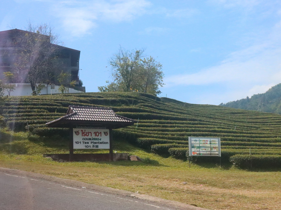 101 Tea Plantation-夜发銮必去景点