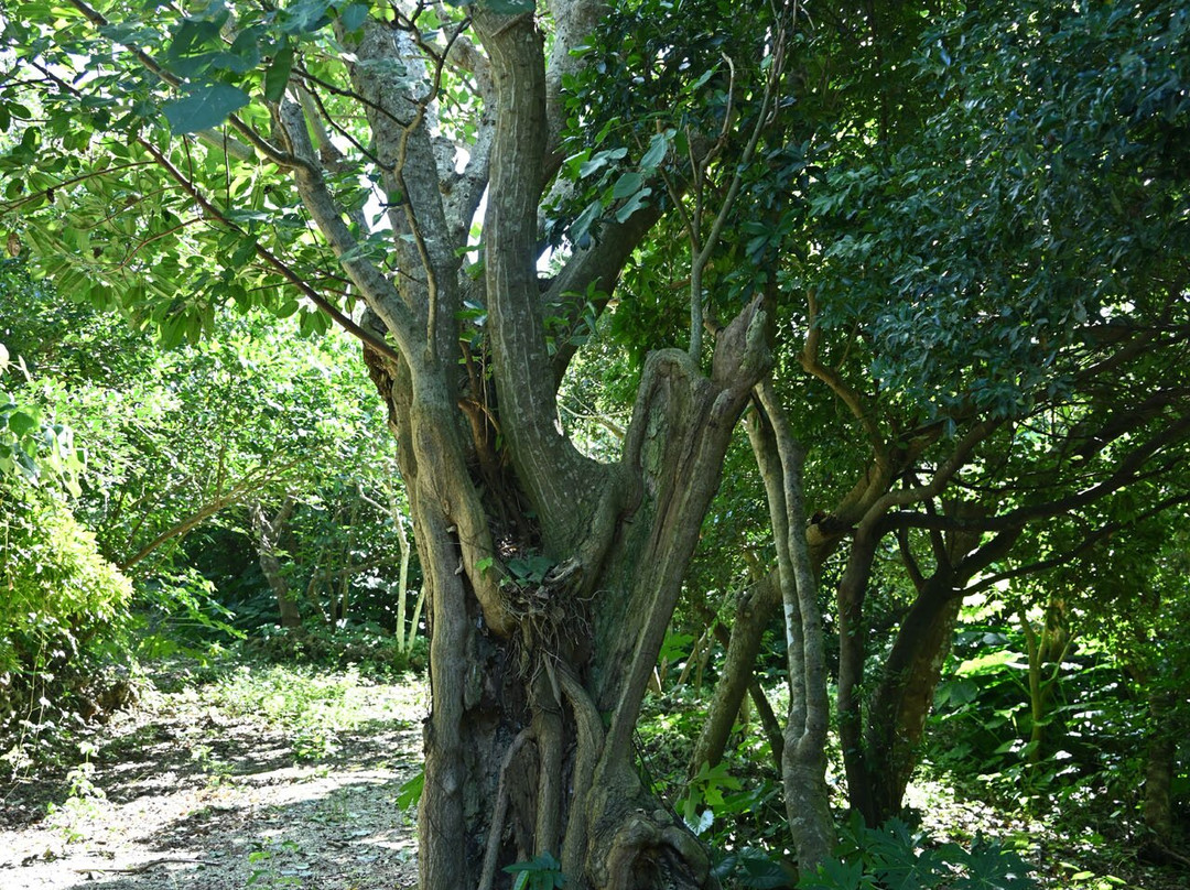 Asuka Utaki and Plant Community景点图片