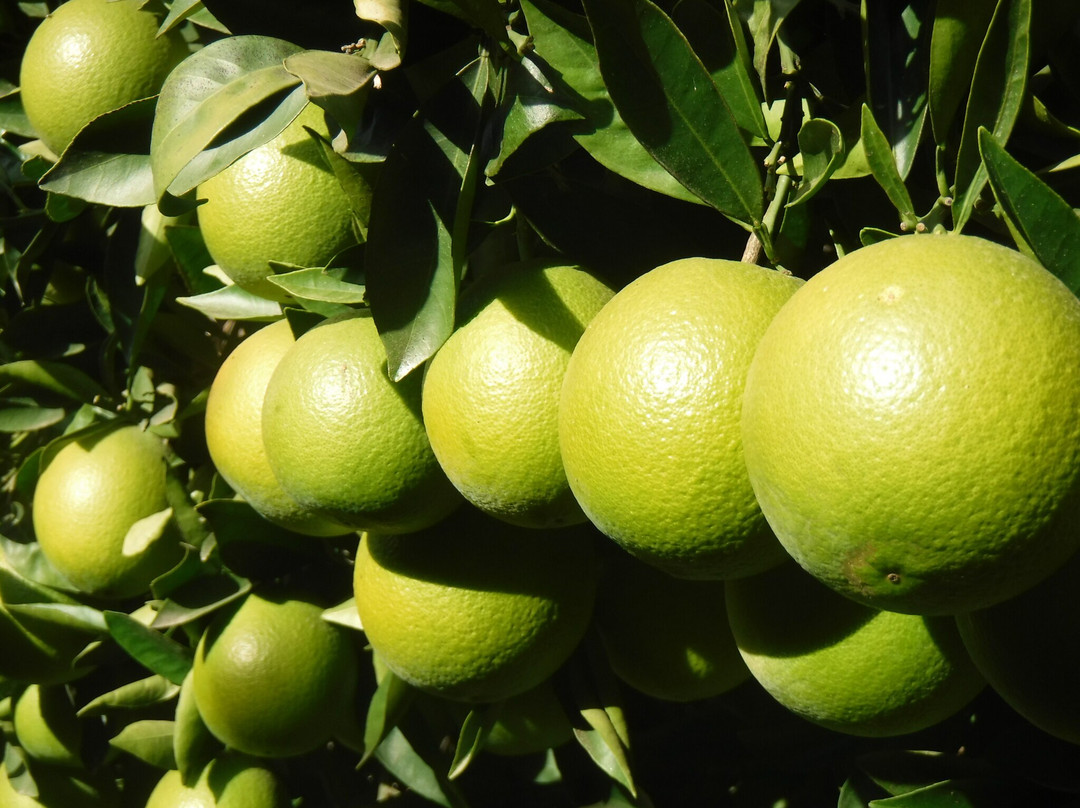 California Citrus State Historic Park-里弗赛德必去景点